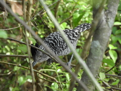 Thamnophilus doliatus