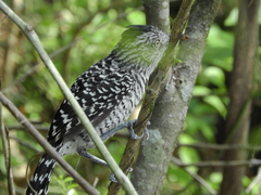 Thamnophilus doliatus