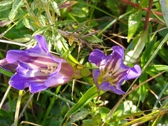 Gentiana laevigata