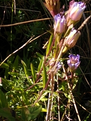 Gentiana laevigata