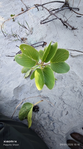 Beach Morning Glory