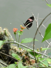 Heliconius erato