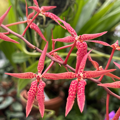 Renanthera matutina