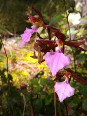 Rhynchostele bictoniensis