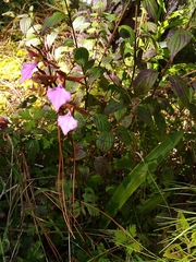 Rhynchostele bictoniensis