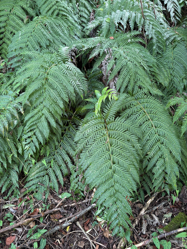 jewelled chain fern (Woodwardia unigemmata)