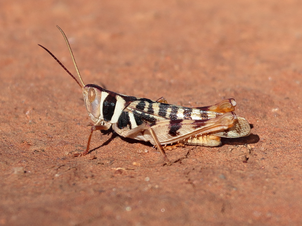 Catantopini