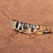 Leopard Grasshopper - Photo (c) Graham Winterflood, some rights reserved (CC BY-SA), uploaded by Graham Winterflood