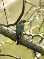 Todirostrum cinereum
