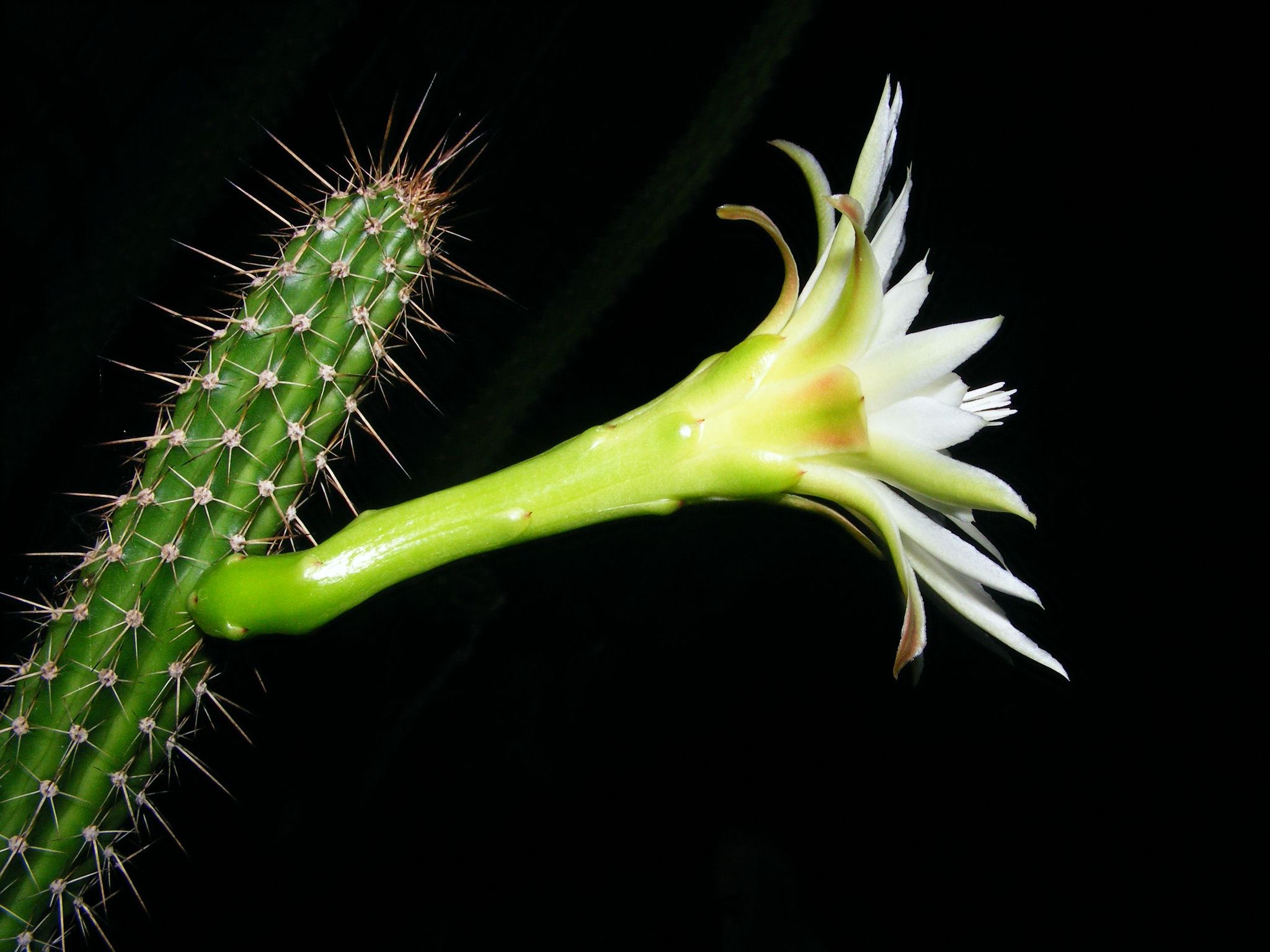 Praecereus