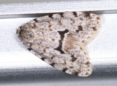 Thallarcha macilenta