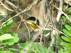 Todirostrum cinereum