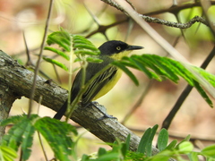 Todirostrum cinereum