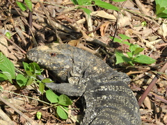 Salvator merianae