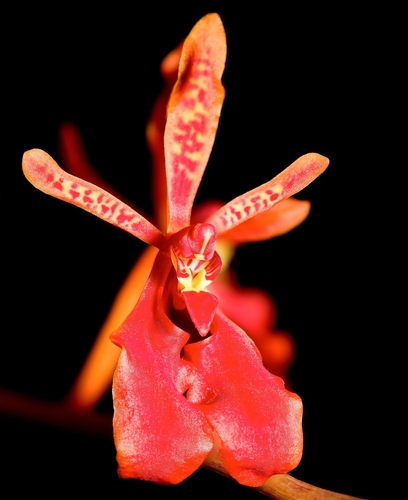Storie's Renanthera
