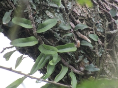 Microgramma mortoniana