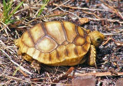 Gopher Tortoise photo 3