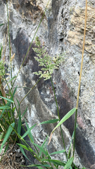 Green rabbitsfoot grass (Polypogon viridis)