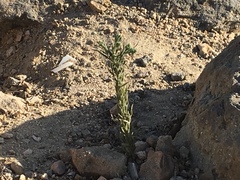 Oligomeris linifolia