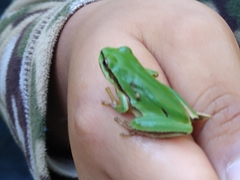 Hyla walkeri