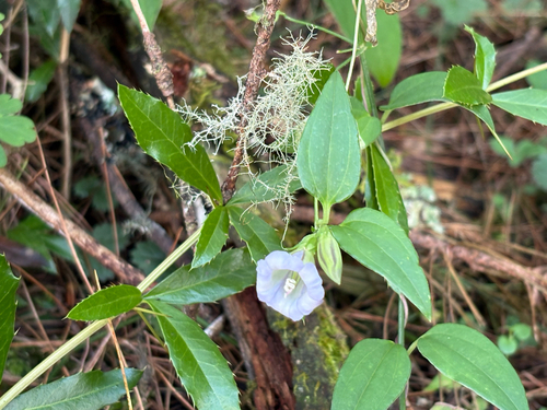 Tripterospermum lanceolatum, photograph 5