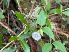 Tripterospermum lanceolatum, photograph (c) 黃美滿, some rights reserved (CC BY)
