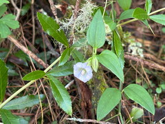 Tripterospermum lanceolatum, photograph (c) 黃美滿, some rights reserved (CC BY)