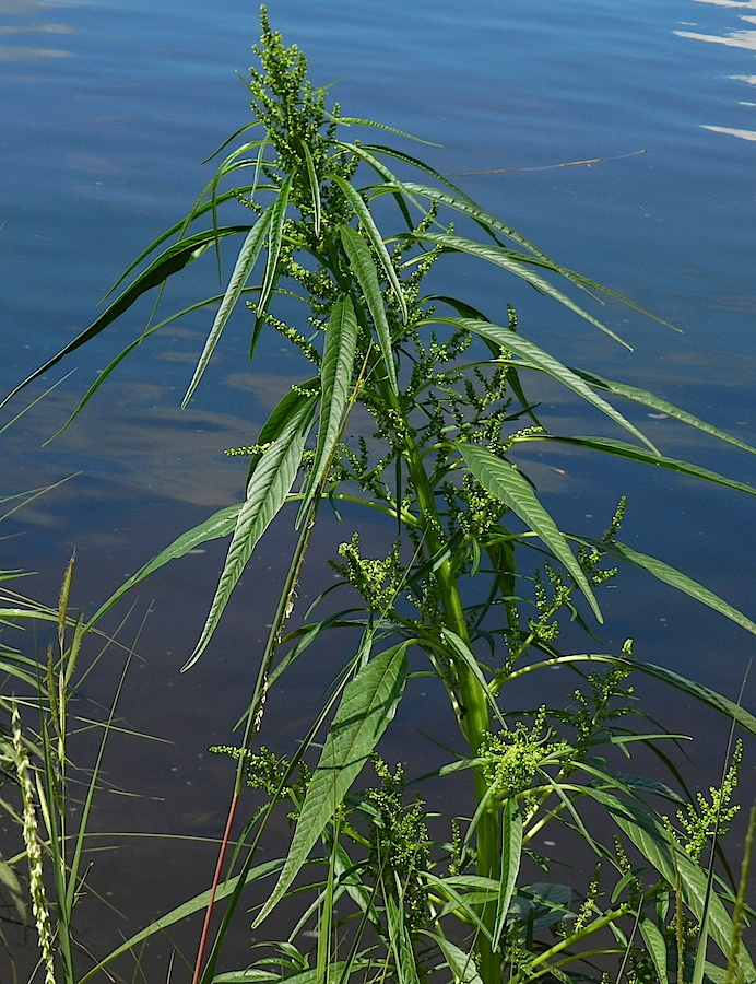 Amaranthus cannabinus