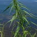 Amaranthus cannabinus - Photo (c) Chaffee Monell, algunos derechos reservados (CC BY-NC), subido por Chaffee Monell