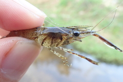 Macrobrachium formosense