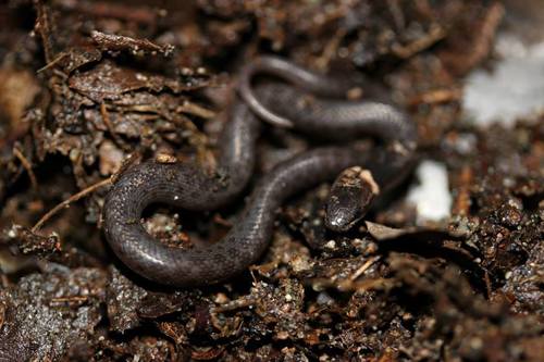 Sinaloan Nightsnake