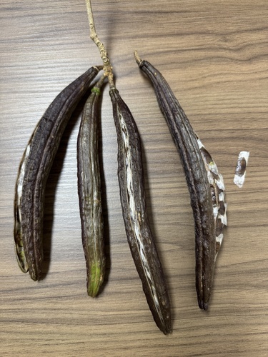 Handroanthus riodocensis (A.H.Gentry) S.O.Grose