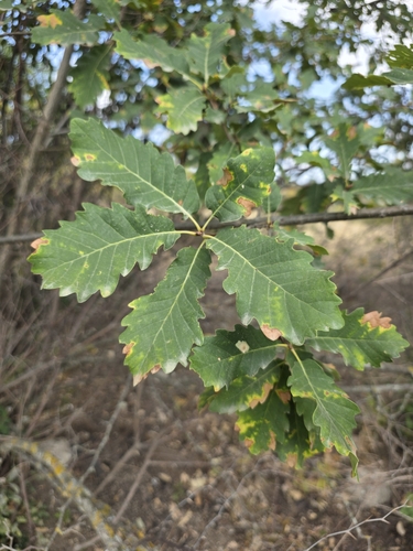 Persian oak (Quercus macranthera)