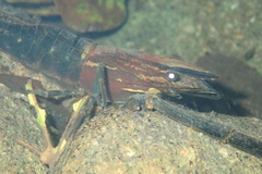 Macrobrachium laevis
