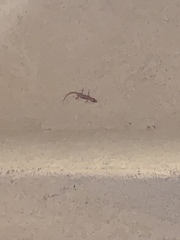 Hemidactylus turcicus