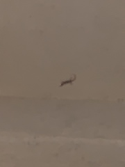 Hemidactylus turcicus