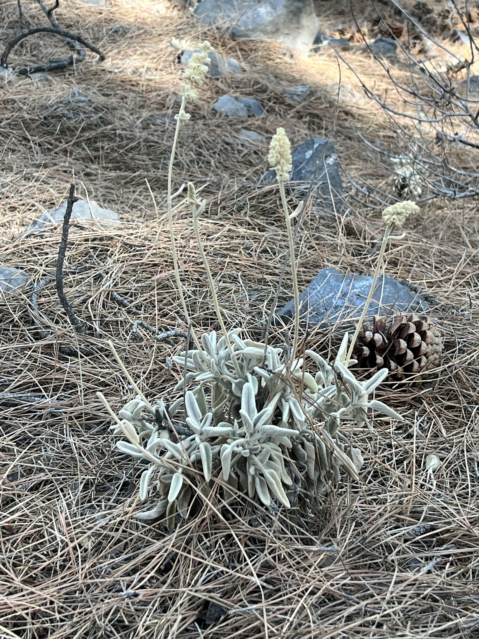 Sideritis dasygnaphala