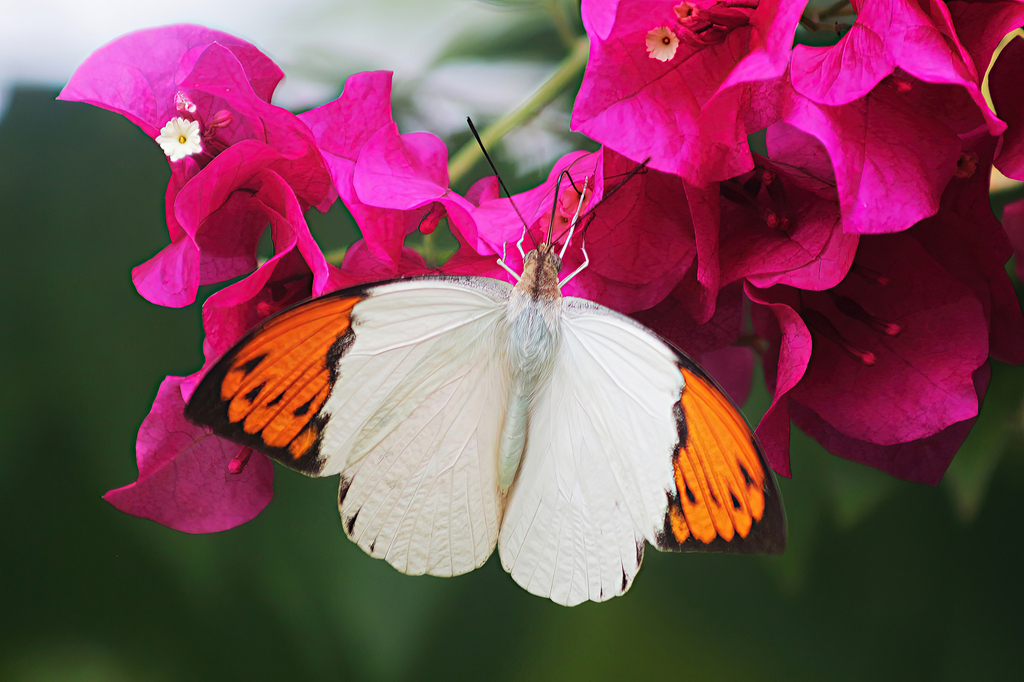 Great Orange Tip