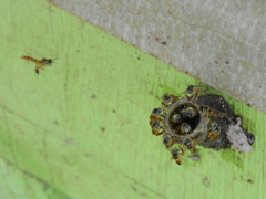 Tetragonisca angustula