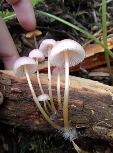 Mycena renati — (c) Héléna Pinto-Barraud, some rights reserved (CC BY)