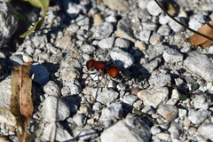 Dasymutilla creon