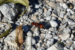 Dasymutilla creon