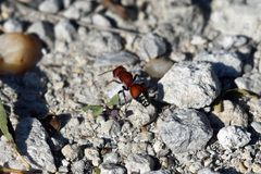Dasymutilla creon