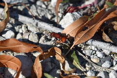 Dasymutilla creon