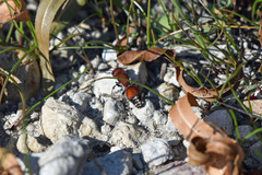 Dasymutilla creon