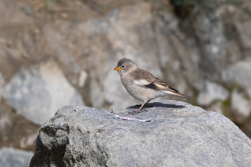 Black-winged Snowfinch (Montifringilla adamsi), photo 2