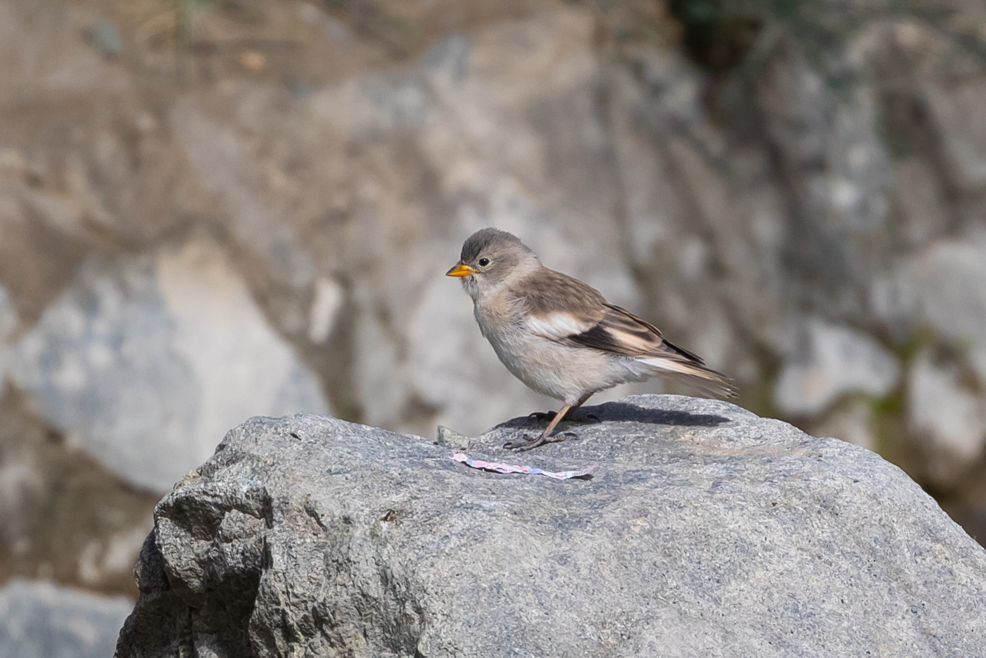 Black-winged Snowfinch (Montifringilla adamsi), photo 2