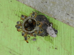 Tetragonisca angustula