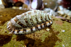 Sypharochiton sinclairi