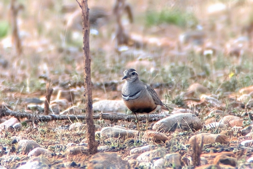 Chorlito carambolo (Charadrius morinellus)